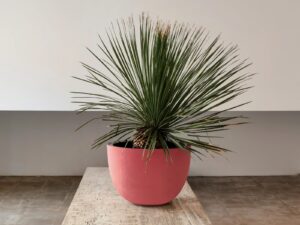 Niedriger Handgearbeiteter Gartenvase aus Terrakotta | DOMANI
