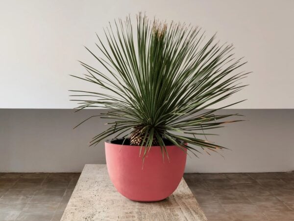 Niedriger Handgearbeiteter Gartenvase aus Terrakotta | DOMANI